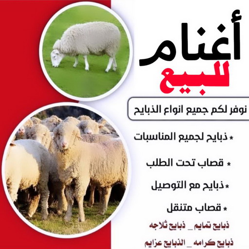 غنم للبيع - اغنام للبيع - ابوحسين📞55634410 - اغنام الكويت - غنم - خرفان للبيع - سوق الغنم - توصيل ذبايح - ذبايح الكويت - قصاب - قصاب متنقل - ذبايح للبيع